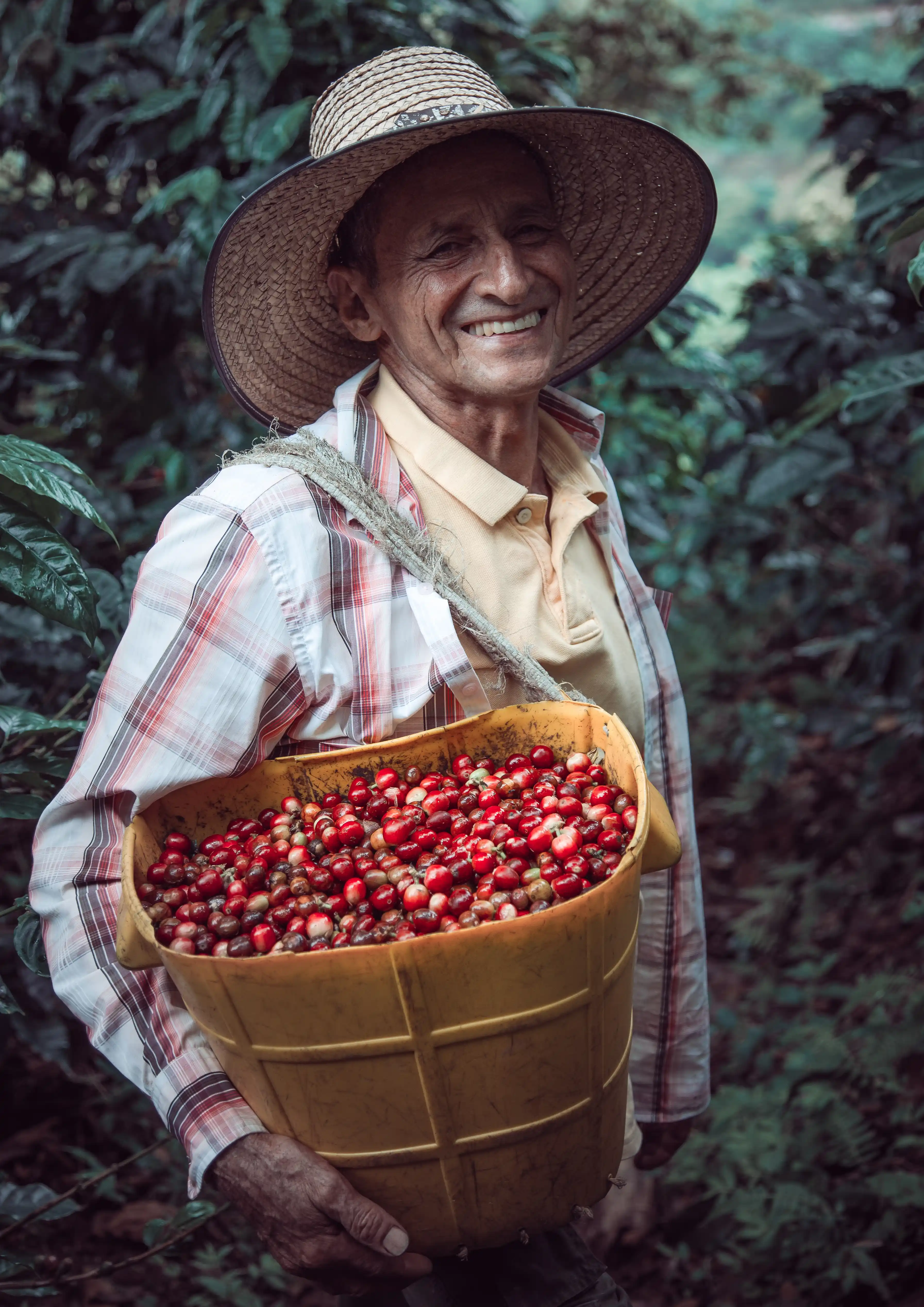 Cafetero trabajando en cultivo de café